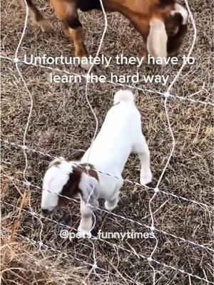 Stupid Goat!!!🐏🐏🤣🤣#Goat #Goats #Farm Animals #cuteGoat #Goatlover #Goatsoftiktok #fyp #foryou #foryoupage #funny #funnyGoat #funnyvideos #funnytiktok #funnyanimals #usa