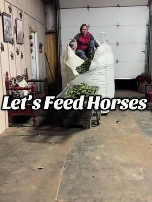 Nighttime barn chores excalated quickly  We love our @southernstarfeeds alfalfa cubes! #horsegirl #equestrian #fyf #fyp #barrelhorses #horsetrainer #hay #nutrition #feed #barrelracing 