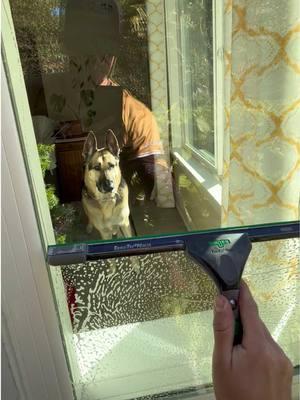 Good boy was a bit worried🐶😳 #windowcleaning #satisfying #fyp #CleanTok #windowcleaner 