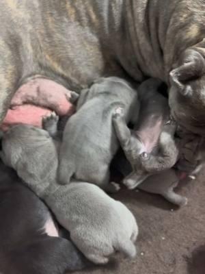 The babiessss are getting to it ❤️🍼 #upstatecanecorso #Christmas #stillborn #canecorso #Love #nursing #Labor #Dog #puppy #canecorso #dogsoftiktok #cute #pumpupthejam #tekno 