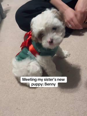 We made it to Kansas and I met my sister's new puppy: Benny! He just turned eight weeks old and is a cavapoo (spaniel poodle mix) - he is adorable and has been playing with Clover really well ❤️ #traveler #solofemaletraveler #stephandclover #cavapoo #cavapoopuppy #newpuppy #sisters #kansascity @MomMelinda 💪🥔✌️❤️ 