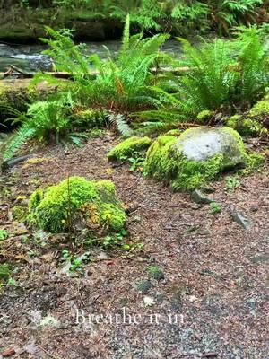 Just Breathe… What’s much better than cold water, old trees and firns in a dense forest? #oregon #pacificnorthwest #peace #hikingadventures #pnw #shortsandsbeach #archcape #fyp #WinterMagic 