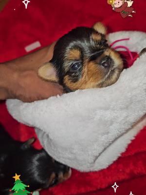 #CapCut GET ON THE WAITING LIST LITTER DROPPING APROX 2ND WEEK OF JANUARY 2025 LETS GOOOOO!!!! ANOTHER FEBRUARY 2025! INQUIRE HOW I CARE FOR MY PUPPIES AND PLEASE ASK WHY PICK ME 🤔?? message me if interested. #pfunkyorkiesbynikki #lasvegas #yorkies #yorkie #puppies #2025 #joyful #furbaby #furfamily #newbaby #discover #explore #Puppies on the way!! I don't miss!!! I hit the target everythime damn I'm good! #pfunkyorkiesbynikki #cutepuppies #puppies #dogs #yorkie  #baddie #puppies  #Love #beauty #cute #greatphotography  #animals  #explore #discover #puppy #puppylife #breeder #clean #sanitary #care #vettech #vettechlife #hardwork #dedication #education #stayeducated #knowledge 