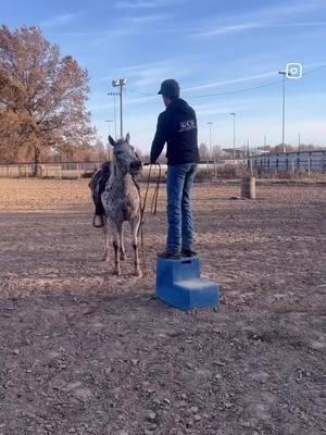 Cruella is always ready to saddle up and go. From wowing the crowd with her good looks to patiently waiting for you to get mounted, she’s sure to get the job done! [Link in Bio: Sparrow Spectacular] #cowponysales #cowpony  #ranchhorse #horseforsale  #ranch  #onlinehorsesale #trailhorse #ranchlife #ranching  #ranchmare #versatility  #appy #leopardappaloosa #appymare @Molly Roberts-Sparrow 