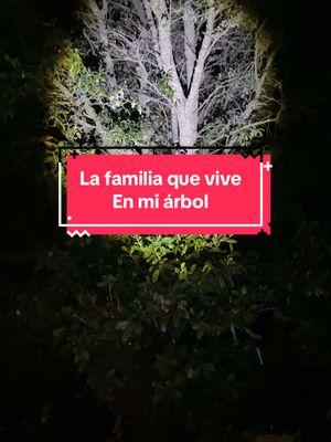 Conozcan la familia que vive de gratis en el árbol de mi casa 😂 Tenemos que ponerle nombre! Por lo menos se que el flashlight funciona para lo que lo compré! #ledflashlight #linternarecargable #linternaled #linternaledrecargable #linternatactica #liternapotente #flashlightrechargeable #regalosdenavidad #ideasderegalosparanovios #ideasderegalosanvalentin #ideasderegaloparahombre #regalosparanovio #regalosparael #regalosparahombre #ideasderegalo #linternaparacamping #linternaparaacampar #linternaparaemergencia #linternaresistentealagua #waterproofflashlight 