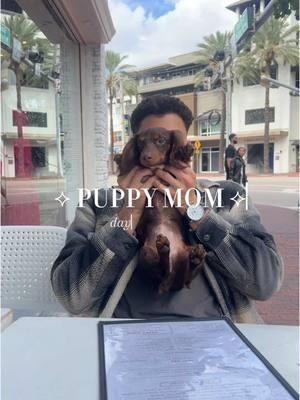 How do you think they’re doing😅💓 jk they r just fine 🥰 #minidachshundpuppy #minidachshund #minidachshundsoftiktok #miniaturedachshund #dachshundsoftiktok #dachshunds #dachshundlife #puppyvlog 