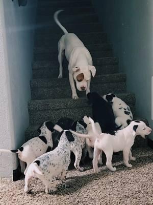 She's just the sweetest Auntie!!! 🥹❤️🥰 #dogsoftiktok #puppiesoftiktok #doglover #litterofpuppies #puppies #auntiedog #furbaby #pitbull #pitsoftiktok #dalmatian #igotyou #foryou #fyp #sisters #sosweet 