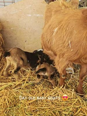 Our new little goats on the daylight. Such cuties!! #cutenessoverload #😍 #🥰🥰🥰 #🐐 #babygoats #goat #goats #babyanimals #farmlife #adorable #adorableanimals #awww #cabra #koza #dwarfgoats 