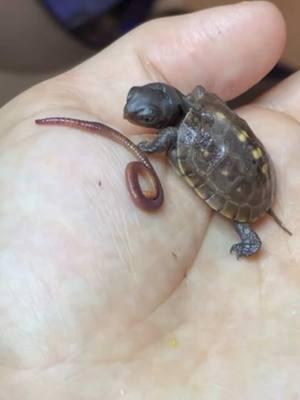 #easternboxturtle #exoticpets #lucky #reptilecommunity #boxturtle #turtles #tortuga #reptile #tortoise #reptilefood #conservation #turtlepower #fypage #animals #tmnt #reptilelover #turtlelife #farruko #tartaruga #ninjaturtles #nightcrawler #turtlefood  #holidays #learning #babyturtle #cuteanimals #worms