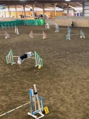 Throwback to one of Joey’s first trials🥹❤️ #dogagility #bordercollie #fyp #DogTraining #dogsoftiktok #superdogjoey 