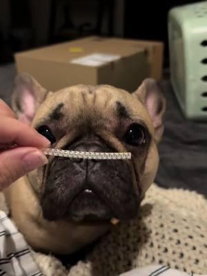 She’s so nosey.. #tilliethealaskanfrenchie #tillie_thealaskanfrenchie #frenchbulldogsoftiktok #dogsoftiktok #dog #frenchies #frenchiesoftiktok #frenchbulldog #dogtiktok #foryoupage #PetsOfTikTok #squishyface #snort 