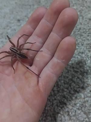 Was my beautiful wolf spider (sunflower) wiping her lil butt on me 🤣  #wolf #spider #native #wildife #pet #pets #cute #knowledge #adorable #venomous #FORYOU #fyp #fy 