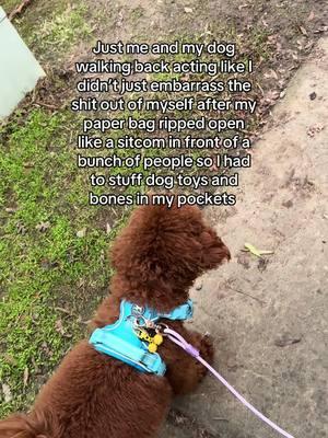 Did i walk in a completely different direction to avoid those people which made the walk 10x longer than it should’ve……yes🙂‍↕️ #dogcontent #dogcommunity #fyp #fypシ゚viral #fypシ #poodle #chancho #redpoodle #minipoodle #miniaturepoodle #redminipoodle 