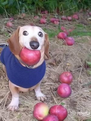 #dogwithapple #dogapple #dog #apple #appledogoriginal #christmas #merrychristmas #grinch 