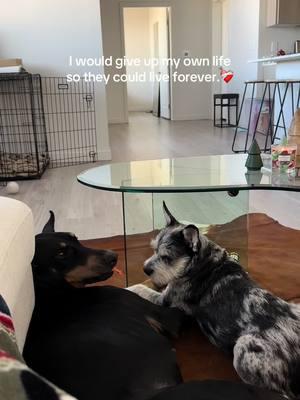 My heart can’t take this. I love my boys so much. They are truly my babies🥺🤍#fypシ #fypシ゚viral #viral #fyp #shnauzer #terrier #doberman #dobbie #dobermanpinscher #mybabies 