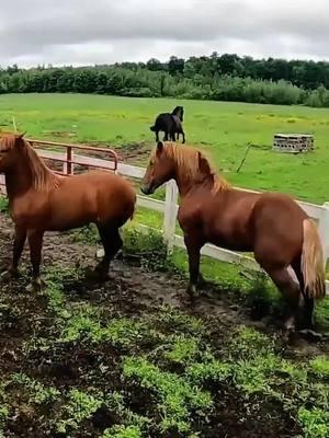 Horse fight 😂#horse #horsesoftiktok #funny #funnyhorse #funnyanimals #funnytiktok 