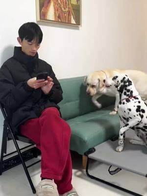 #dog #dogsoftiktok #funyvideo #fouryou #xuhuong2025 