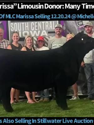 #SaleHighlight #Dec20 #Stillwater #MichelleLautner  January Born Daughters (Style x MLC Marissa) Enjoying Success Across The Upper Midwest In Rookie Embryo Group  Congrats Doug Henkes Family Of Illinois, Bob Hoel Family Of Indiana, Matilyn Lautner Of Iowa  #Next February, March & May Born Direct Daughters Of MLC Marissa Selling This Friday In Stillwater, Oklahoma At Michelle Lautner Female & Steer Live Auction  Tag 2: February : Style x MLC Marissa : Lim Flex Tag 3: March : 24K x MLC Marissa : Lim Flex  Tag 4 : February : Style x MLC Marissa : Lim Flex  Tag 5 : February : 24K x MLC Marissa : Lim Flex  Tag 6 : May : Blakesburg x MLC Marissa : Maintainer  Tag 7 : February : Full Sister To MLC Marissa : Limousin  Lot 7A, 7B : Style x MLC Marissa Sexed Female Embryos  Lot 7C, 7D : New World Order x MLC Marissa Sexed Male Embryos  🇺🇸 Sale Listing Link On SC :  https://www.sconlinesales.com/Bids/AuctionsListing/40298 Catalog Link:  https://issuu.com/mittagdesign/docs/2024_mlc_december_female_and_steer_sale/6?ff -Michelle Lautner Sale Greeting  -We Are Really Excited About The Group Matt, Myself & Our Sale Partners Have Put Together  Thank You For The Interest So Far & We Would Like To Invite Everyone To Stillwater To Take A Look Between Now & Sale Day   #StillwaterWeekend #Dec20 #MichelleLautner  -Michelle Lautner Female & Steer Sale  Dec 20  #Stillwater #Oklahoma #CCI  -Sale Location:  Nolan Flesner Sale Facility 4510 E. 68 St.  Stillwater, OK 74074 12:30 PM Start Time Live Auction On CCI  #Contact:  Matt Lautner 515.450.2800  Michelle Lautner 515.391.9540