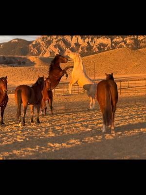 I love our brumbies act wild in the mornings. Our domestic herd definitely doesn’t this much.  #klondikeranch #buffalowyoming #buffalo#wyoming #travel #westernlifestyle #familyvacation  #duderanch #guestranch #duderanchin #wrangler #cowboy #cowgirl #yellowstone #western #keepthewestwestern  #cattleranch #rancher #ranchlifestyle #ranchgirls #horseherd #mustangs #brumbies