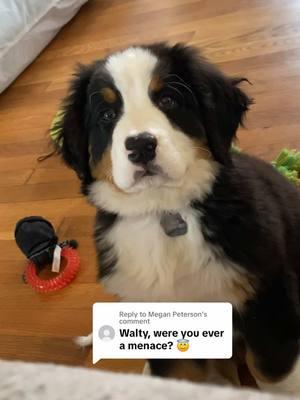 Replying to @Megan Peterson to answer your question, no 💅💕 #bernesemountaindog #bernesemountaindogs #bernesepuppy #bernesemountaindoglovers 