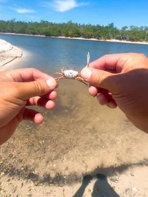 Found a bunch of fiddler crabs while we were walking a deserted island! That was really cool. I gotta do more exploring like that!    if you like what I do, I want to support the channel be sure to check out my shop for all my products ##urbanfloridafishing##southfloridafishing##floridafishing##bassfishing##fiddlercrab##snookfishing##tarponfishing##fishingvideos##fishing##evergladesfishing##crabs