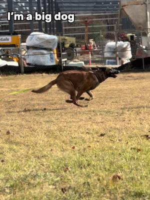 Thor got to try #bitework and let’s just say it’s not for him 😂  #psa #psatraining #DogTraining ##puppywuppy