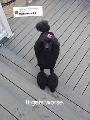 Replying to @chickenwangblu i love her but she's the worst tbh #poodle #spoo #standardpoodle #puppy #dog #pup #pet #funny #funnyvideo #bark #lovemydog #akc #dogshow #showdog #brat 