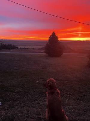 Charli says goodmorning ❤️ #dog #dogs #dogsoftiktok #dogsvideo #dogslife #dogslove #fyp #viral #cute #cutedog #cutedogs #golden #goldenretriever #goldenretrieverlife #goldenretrievers #goldenretrieversoftiktok #pet #pets #PetsOfTikTok #petslife #sunrise #iowa #morning #goodmorning 