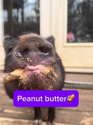 Peanut butter is definitely an outside snack. 😂 Watch til the end to watch Chucky perform a magic trick! ✨🥜 #pigtubewithchucky #pig #pigs #piggy #minipig #minipigs #minipigsoftiktok #pigtok #pigsoftiktok #petpigs #indoorpig #petpig #pet #pets #PetsOfTikTok #animal #animals #animalsoftiktok #cute #fun #asmr #asmrsounds #asmrsounds #asmrvideo #asmrtiktoks #asmrfood #fyp #foryoupage #foodies 