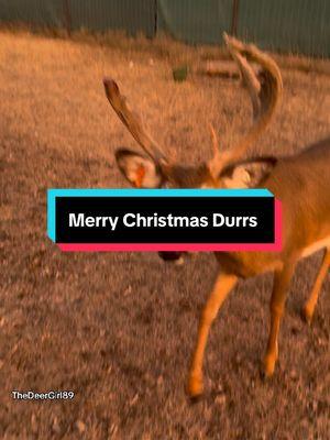 Lots of new adventures coming our way! Be sure to follow us on our other socials since we dont know whats going to happen after January 19th witn the TikTok ban. #durrs #durr #durrsoftiktok #durrassicpark #animals #animalsoftiktok #deer #deertiktok #deertok #deerfarm #smile 