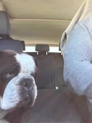 Are we there yet? Credit: on IG greta_la_bulldog . . . . . . . . . #englishoftiktok #englishbulldog #englishbulldogpuppy #englishbulldogpuppies #englishbulldoglife #englishbulldogsoftiktok❤️👑 #englishbulldogsoftiktok❤️ #englishbulldoglove #englishbulldoglovers #englishbulldogsoftiktok #bulldog 