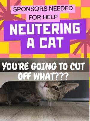 Trick was a kitty being given away Halloween night! Children could have a candy bar or kitten  😿 I took him and another kitten.  They were the last 2. A dozen kittens had already been given away. They were the only ones i was able to save. Thank you so much.  I appreciate your help and kindness. #fyp #fypシ #cats #catsoftiktok #CATVIDEOS #NOMORESADKITTIES #cutekitten #spayneuter 