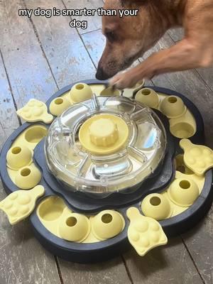 My other dogs are still trying to figure this thing out. Id say its a win for everyone! #dogmom #dogpuzzle #dogsofttiktok #dogtok #DogTraining #doglife #mentalstimulationfordogs #doggames #christmasgift #christmasgiftideas #tiktokshopfinds 