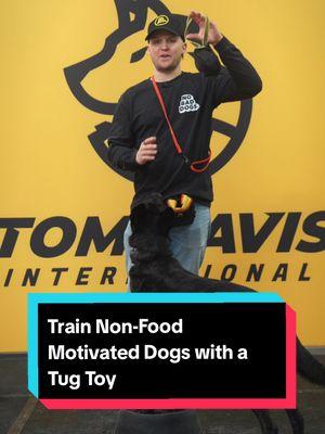 Is your dog not food motivated? A professional tug toy can be a great way to reward and engage them during training. It’s perfect for advanced obedience and building prey drive. Learn how to use it effectively. #DogTraining #TugToyTraining #NoBadDogs #AdvancedDogTraining #DogTrainer 