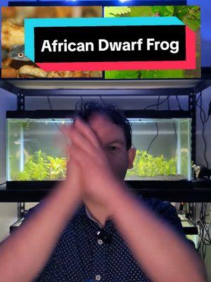 African Dwarf Frog #thompsonaquatics #africandwarffrog #aquaticfrog #aquarium 