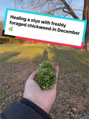 Foraging FRESH medicinal plants -in December-for an eye issue. #homesteading #homestead #chickweed #eyestye #stye #herbalcompress #eyeremedy #styeremedy #styecompress #foraginginwinter #winterforaging #chickweeduses #thebitterherbacademy 