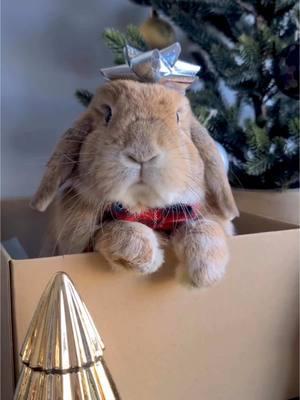 🎄🐰 Its a bunny Christmas 🎁🐰 #fyp #hollandlop #bunnies #christmas credit: baothelop on instagram! 