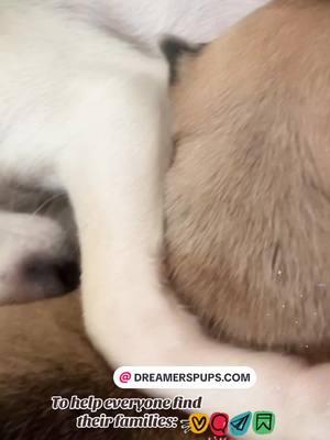 Newborn Chihuahua Puppy: “I get to love you…” @ DREAMERSPUPS.COM #CHIHUAHUAPUPPY #NEWBORNPUPPY #CUTEPUPPY #CHIHUAHUALOVERS #BABYCHIHUAHUA #CHIHUAHUABABY #DREAMERSPUPS