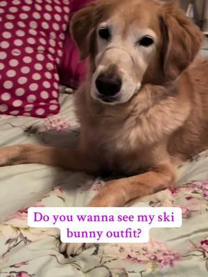 Ready for the slopes ⛷️🎿❄️  #Goldenretriever #goldenretrievers #goldenretrieversoftiktok #goldenretrieverlife #goldenretrieverlove #seniordog #seniordogs #seniordogsoftiktok #rescuedog #rescuedogs #rescuedogsrock #dogslife 