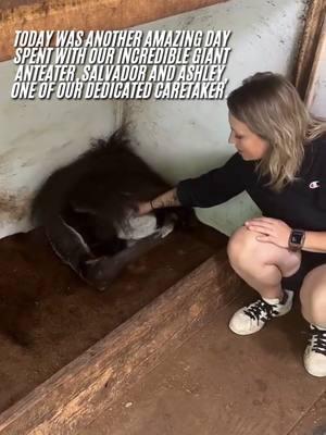 Today was another amazing day spent with our incredible giant anteater, Salvador and Ashley, one of our dedicated caretaker. Watching Salvador relax and enjoy these special moments highlights his gentle nature and the trust we've built with him. While Salvador enjoys his peaceful moments, our sanctuary faces challenges from neighbors attempting to disrupt the harmony we've worked so hard to maintain. It's a reminder of why we tirelessly fight to keep our beloved animals safe, if you’d like to learn more about ways to help please check our page. Our sanctuary is a haven where animals like Salvador and our over 100 animals to thrive, and with your support, we will continue to protect it fiercely. Thank you for being a part of our journey. Together, we can ensure a safe, loving home for Salvador and all our animals. 💚 #QualityTime #Salvador #Anteater #Ashley #Massages #SanctuaryLife #Sanctuary #exoticanimals #WildlifeRescue