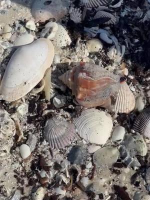 I love this ! Our most abundant shell on the islands the Florida Fighting conch. They are thick-shelled with blunt knobbed whorls .Colors vary from pale yellow to chestnut brown with occasional light spots and zigzags. The body whorl has fine spiral cords. They live in sandy shallows, including the swash zone of low -energy beaches .They can quickly flip themselves and walk using their pointed operculum. These cuties feed on algae and detritus. They also make the perfect gifts for family and friends back home . This one is alive but no worries he was gently placed back in the water. Come shell with us let us help you find the Shell of a Lifetime T™ 239-571-2331 www.treasureseekersshelltours.com Only Collect Empty Shells #shells #sealife #videos #reelsinstagram #reels__tiktok #tiktok #tiktoker #shellmarcoisland #shellkiceislandeseekersshelltour #shellkiceisland #shoregoodsmarcoisland #shoregoods #gulfcoasttours #gulfcoasttoursllc @Beaches and Sunsets @Explorida @I_Survived_Kice_Island @Shore Goods @Ken @10k_islands_shell_club @Iloveflorida2024 @Nature.Motivation 