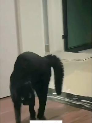 Why do cats like to arch their backs?😹😹#funny #funnyanimals #cuteanimals #pet #fyp  