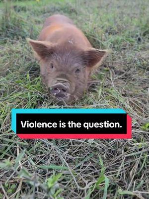 Violence is the question #EggsistentialFarm #EggsistentialFarmKunekune #BaconBits #BaconSeeds #kunekune #kunekunepig #kunekunepiglets #piglets #kunekunepigs #ViolenceIsNotTheAnswer 