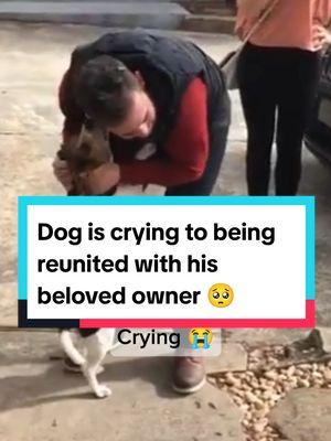 Most Emotional Reunions Between Dogs and Their Beloved Owners 🥺❤️ #dog #dogsoftiktok #doglover #dogtok #doggo #dogs #doglove #reunion #reunited #owner #dogmom #dogdad #emotional #crying #heartwarming #reunion #wholesome #moments #reaction #fyp #foryoupage #fypシ 