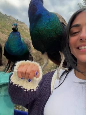 never have i ever held a peacock #morocco 