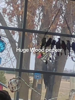 #over60 #woodpeckers #tiktokaffiate 