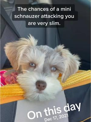 #onthisday #dogs #minischnauzer #sassydog #puppies #schnauzermini #divadog #sassydogs 