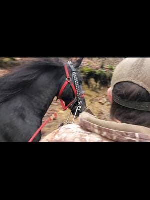 Hes trying to drag us. #appalachia  #standardbredsoftiktok #horses #blessed #barnlife 