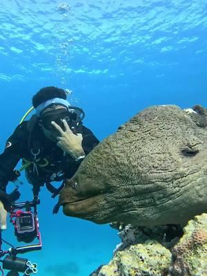 Have you ever seen an eel this big? 🤯 🎥 IG 'mahmoud_diving_instructor' #eel #marinelife #ocean lover