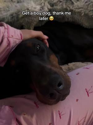 Ita the love eyes #doberman #dobermans_of_tiktok #dobermann #dogsarefamily #boydogmom #boydogmom 